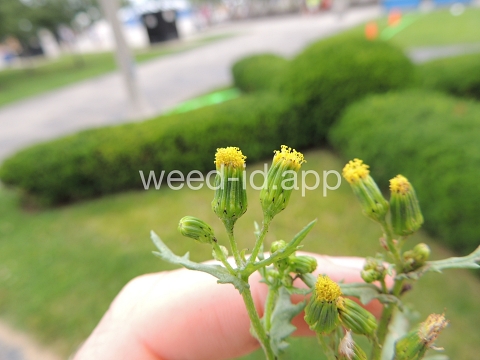 groundsel, common